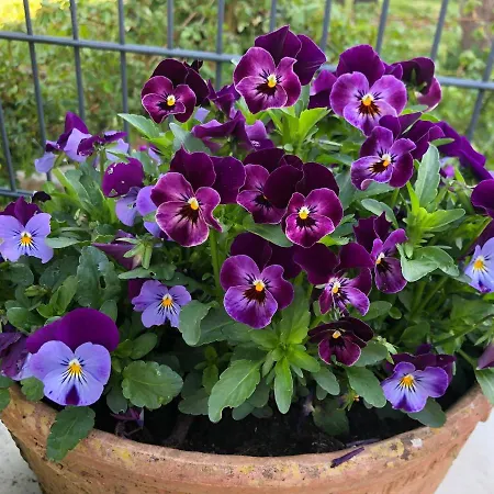 Am Pferdemarkt Daire *